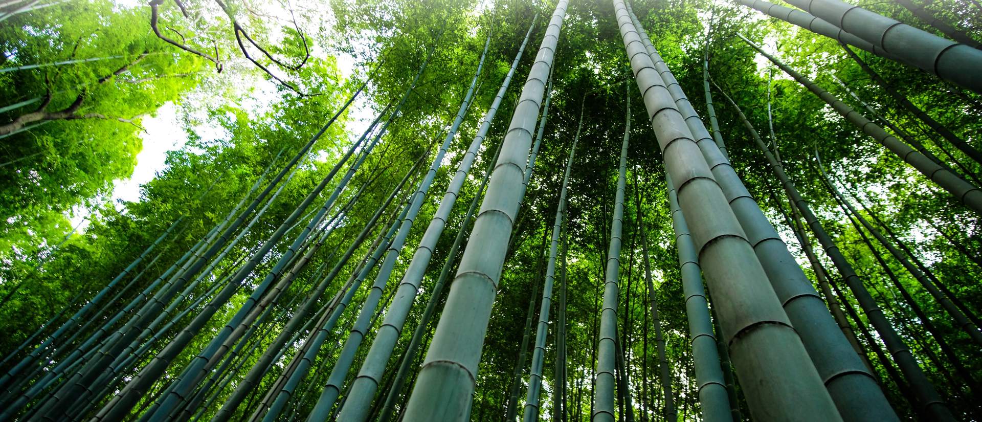 BambooArk Farming USA, INC.