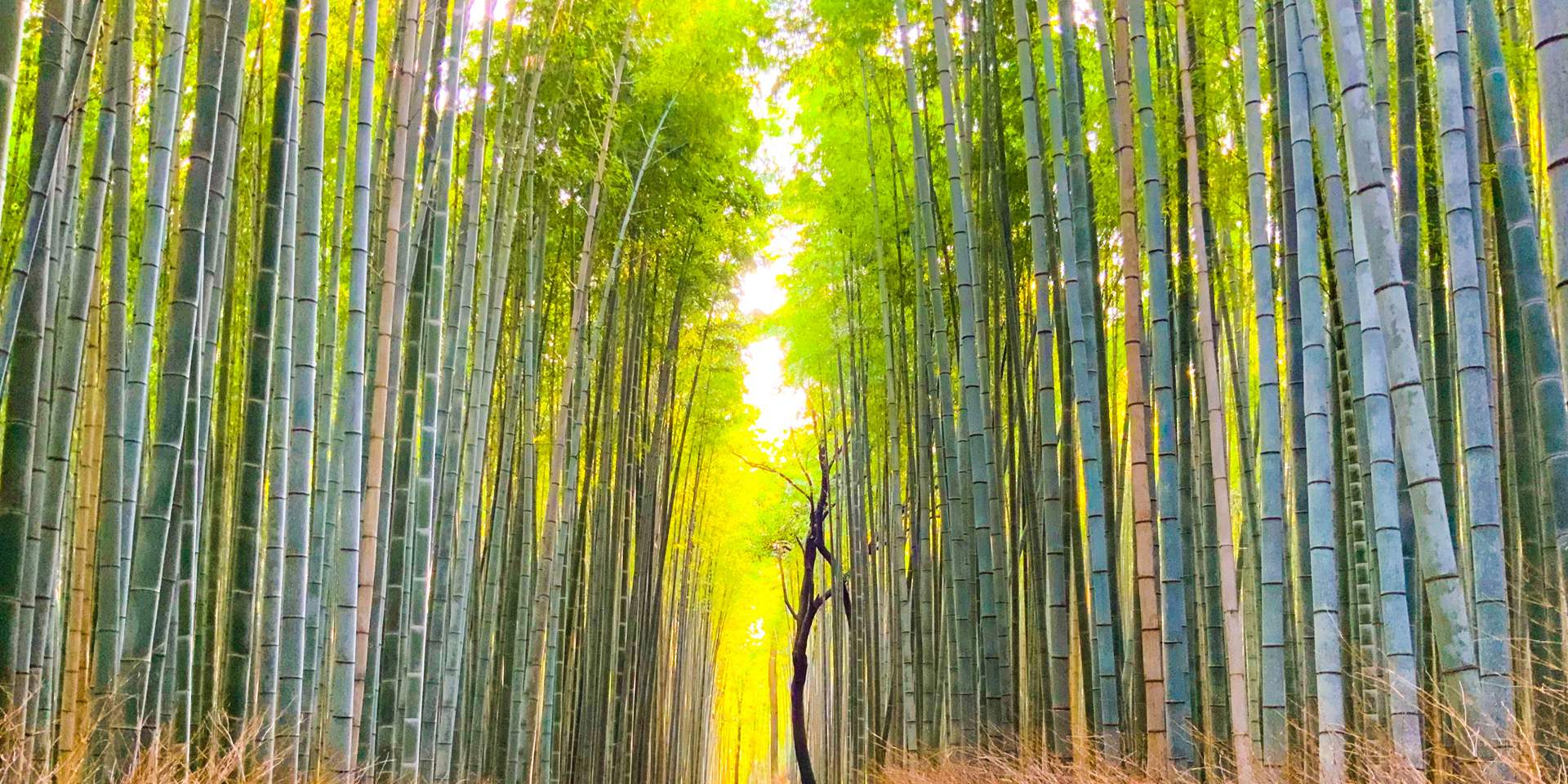 BambooArk Farming USA, INC.