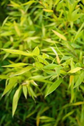 BambooArk Farming USA, INC.